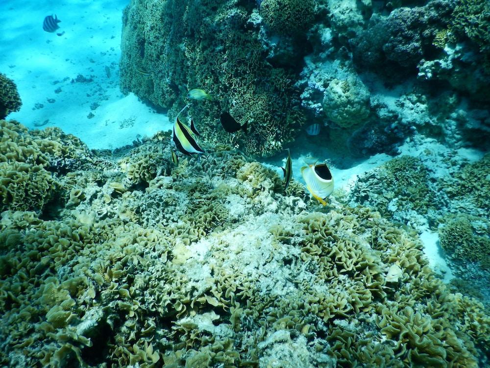 Maitai Bora Bora Hotel Buitenkant foto